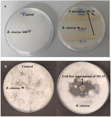 Biocontrol potential of Pseudomonas protegens ML15 against Botrytis cinerea causing gray mold on postharvest tomato (Solanum lycopersicum var. cerasiforme)